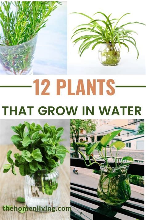 12 Beautiful Indoor Plants That Grow In Water Easily Artofit