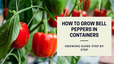 Growing Bell Peppers Growing Guide Step By Step