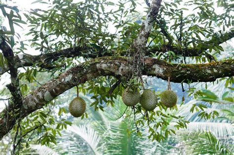 Durian Fruit Hanging On The Branches Stock Image Image Of Leaf