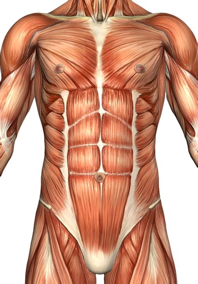 Keep in mind this is a stylized and. Anterior Torso Muscle Anatomy
