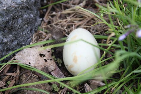 Found A Large Egg In My Garden Backyard Gardening Blog Backyard