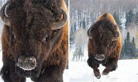 Photographer Takes Photo Of A Two Ton Bison Charging Towards Him