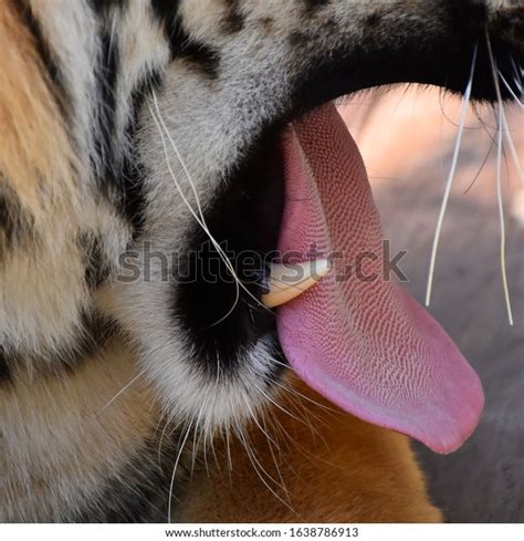 Male Tigers Tongue When Open Mouth Stock Photo 1638786913 Shutterstock