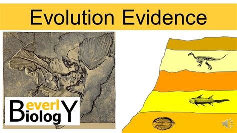Evolution Evidence Updated Youtube