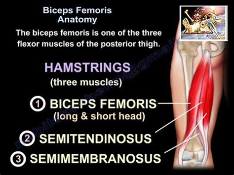 Biceps Femoris Anatomy Everything You Need To Know Dr Nabil