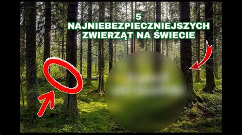 Najniebezpieczniejszych Zwierz T Na Wiecie Youtube