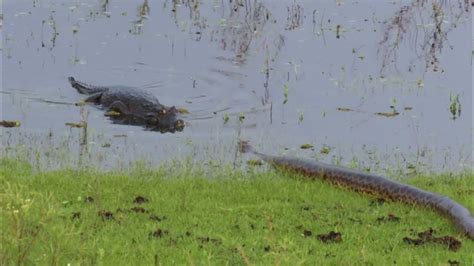 Anaconda Meets Caiman Ibera Youtube