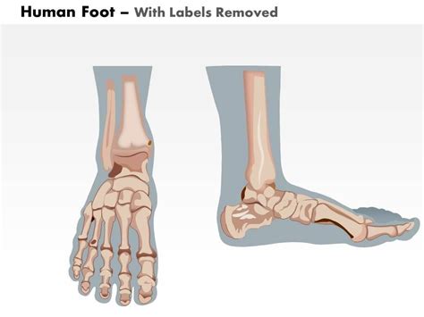 0514 Human Foot Medical Images For Powerpoint Powerpoint Slide