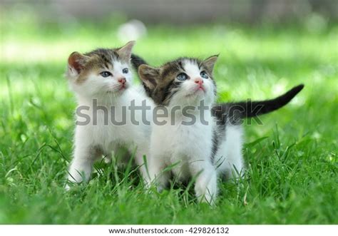 Two Little Kittens Green Grass Stock Photo 429826132 Shutterstock