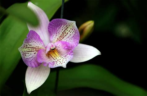 7 Things Nobody Tells You About Orchids Fad Magazine