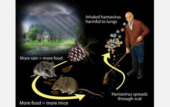 Infection in these reservoir hosts is almost asymptomatic, but some. Biodiversity Loss: Detrimental to Your Health- All Images ...