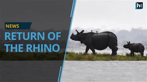 One Horned Rhino Census 2018 In Kaziranga Shows Indian Rhino