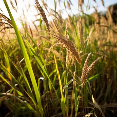 Teff Plant Complete Guide And Care Tips Urbanarm
