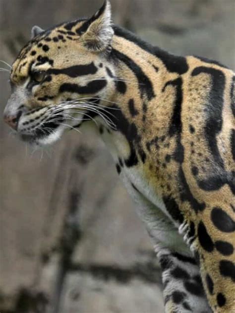 Find Out The 10 Incredible Clouded Leopard Facts Az Animals