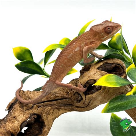 Rainbow Jacksons Chameleon Juvenile To Adult Male Strictly Reptiles Inc