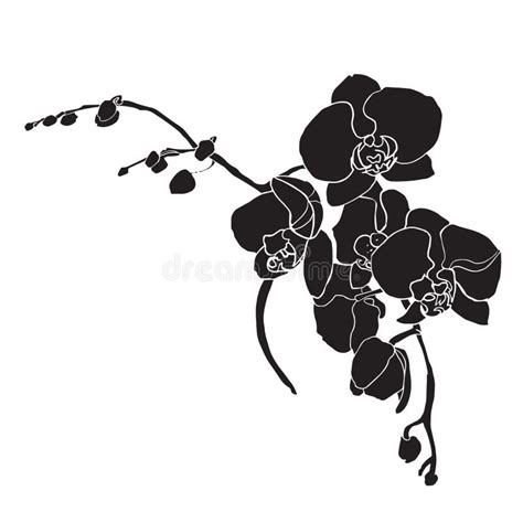 Black Orchid With White Outline Stock Vector Illustration Of Ornament