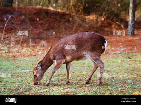 Sika Deer Cervus Nippon Chincoteague National Wildlife Refuge
