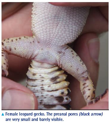 Pore sexing male crested geckos. Gecok Genjer : Male Or Female Leopard Gecko How To Sex ...