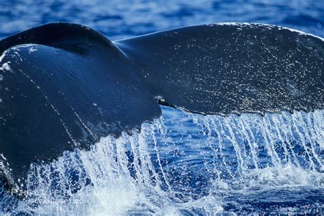 Humpback whale by by rodger klein. Humpback Whale Photo, Stock Photograph of a Humpback Whale ...