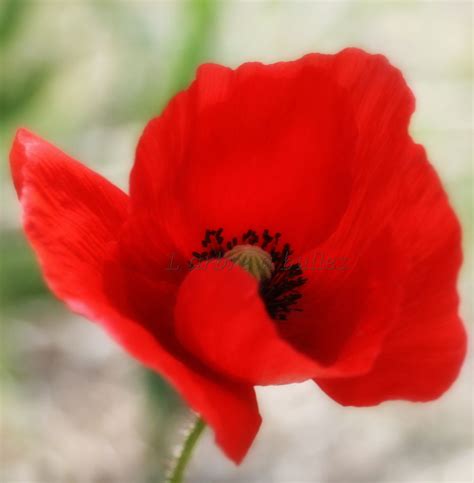 See more of coquelicot fleuriste on facebook. Les coquelicots - Album photos - L'arbre à bulles