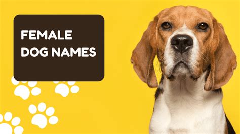 500 Female Dog Names For Your Doggo