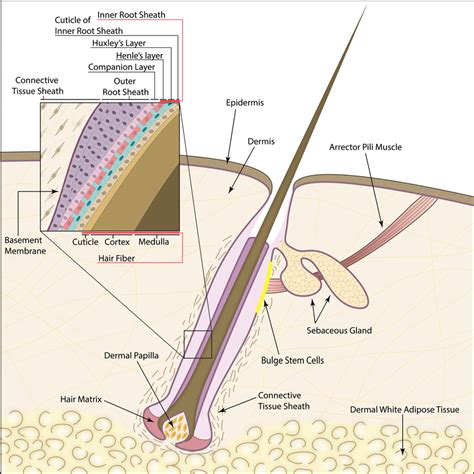 Schematic Of The Human Hair Follicle The Hair Follicle Contains Both Download Scientific