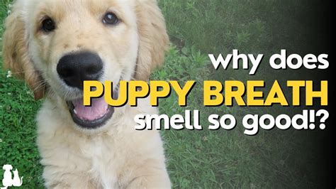 Why Puppy Breath Smells Good The Sweet Science Behind It