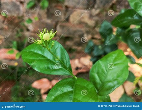 Small White Flower Buds Of A Plant Stock Photo Image Of Gentleman
