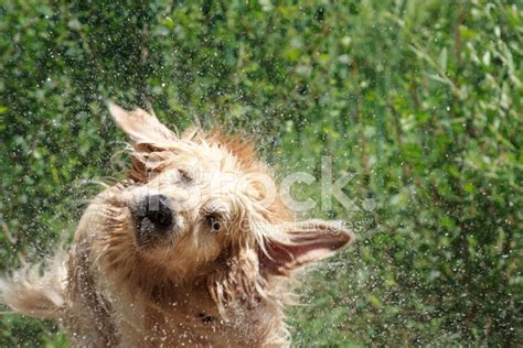 Golden Retriever Shaking Off Water Stock Photo Royalty Free Freeimages