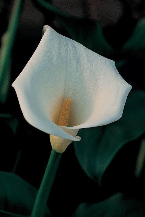 Zantedeschia Aethiopica White Giant Arum Lily White Giant In