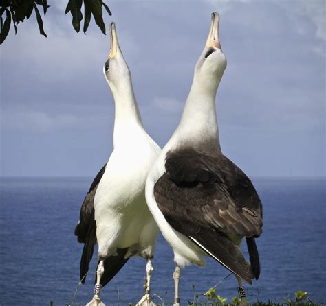 What To Do In Kauai Hire Hob Osterlund As A Bird Watching Guide