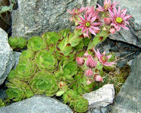 18 popular flowering succulents with pictures succulent plants. GardensOnline: Sempervivum montanum