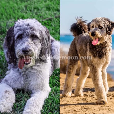 Do Aussiedoodles Shed 5 Reasons And Pre Cautions For Shedding