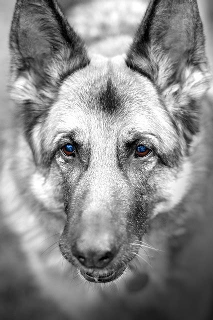 Black And White German Shepherd Flickr Photo Sharing