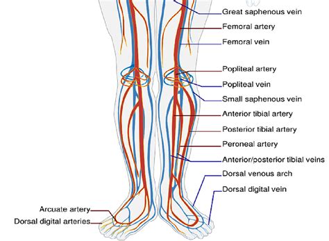 Leg Veins Anatomy Canvas Insight