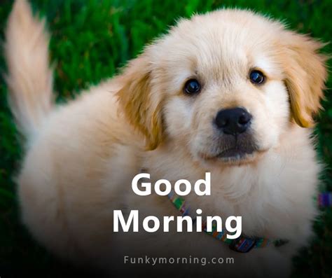 339 Cute Dog Good Morning Images Dog Puppy Good Morning Hd Pics