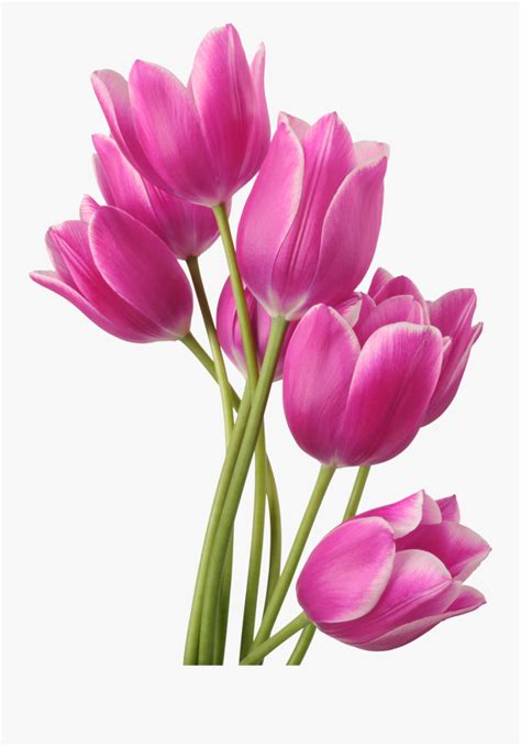 Tulip Flower Bouquet Clip Art Free Transparent Clipart Clipartkey