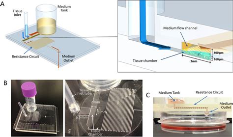 The Pumpless Microfluidic Device A Schematic 3 D Image Of The Pl