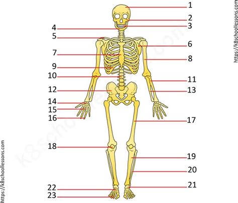 Review a textbook section on the skull. 34 Label The Skeleton Quiz