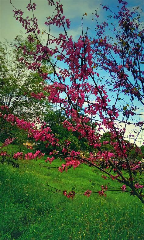 Spring Blooming Bloom Pink Hd Phone Wallpaper Peakpx
