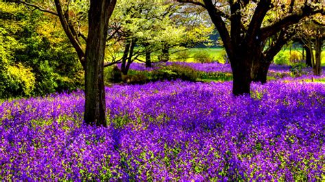Tree With Purple Flowers Fleetfas