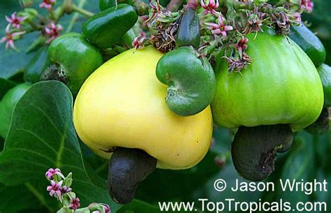 .cashew tree is a tropical evergreen tree that produces the cashew seed and the cashew apple. Anacardium occidentale, Cashew Nut, Cashew Apple, Caju ...