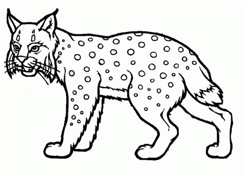 El bulldog, para los amigos. Dibujos de LINCES (Para Colorear y Pintar)