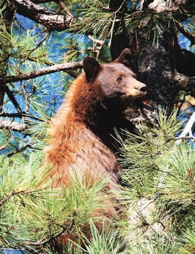 Wildlife Officials Kill Bear In Big Lake Area Forest Service Issue