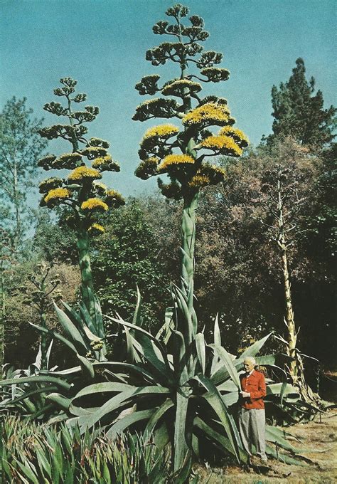 Giant Century Plant In Southern California National