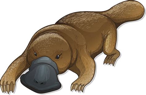 Duck Billed Platypus Clip Art Vector Images And Illustrations Istock