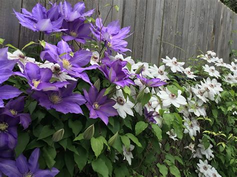 How To Care For Clematis Goodstuffathome