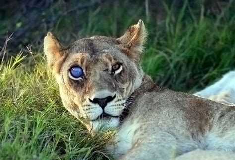 Pin By Stillalive On Animals Different Colored Eyes Lions Animals