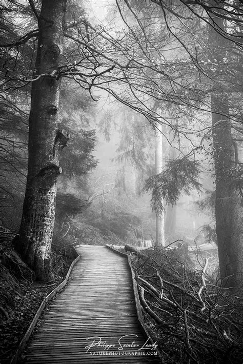 Photos Noir Et Blanc La Galerie Photo De Nature Photographie