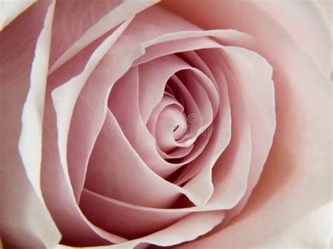 Closeup Photo Of A Pale Pink Rose Stock Image Image Of Celebration